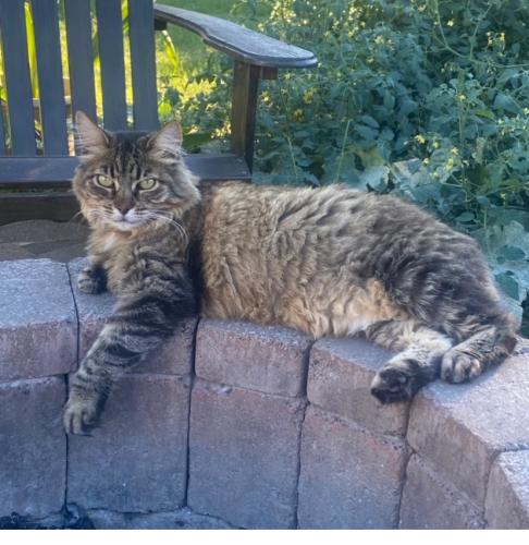 Lost Female Cat last seen SE 10th Ave & Pine Street, Canby, OR, 97013, Canby, OR 97013