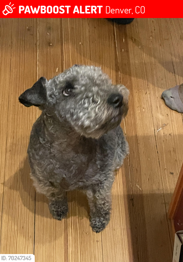 Lost Female Dog last seen Between 24th and 25th on Franklin St, Denver, CO 80205