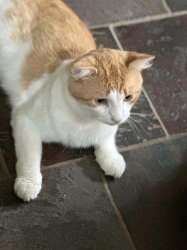 Lost Male Cat last seen Near fire dept Maggie Valley , Maggie Valley, NC 28751