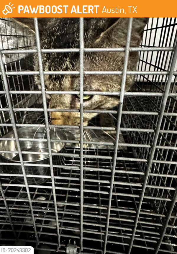 Shelter Stray Male Cat last seen Near BLOCK W RUNDBERG LN, Austin, TX 78702