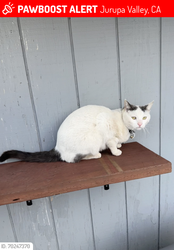 Lost Male Cat last seen Clay St AND Limonite , Jurupa Valley, CA 91752