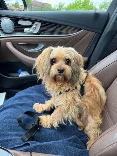 Lost Male Dog last seen Near and college, Indianapolis, IN 46240