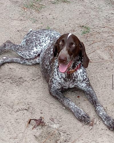 Lost Female Dog last seen Near and 71 Lane Dunnellon, FL in Rolling Hills neighborhood , Marion County, FL 34432
