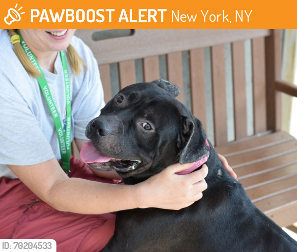 Shelter Stray Male Dog last seen Near Blake Avenue, BROOKLYN, NY, 11212, New York, NY 11208