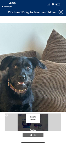 Lost Female Dog last seen Near so 4600 west, West Valley City, UT 84120