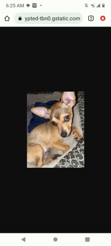 Lost Female Dog last seen Discoverybay Safeway USPS store, Byron, CA 94514