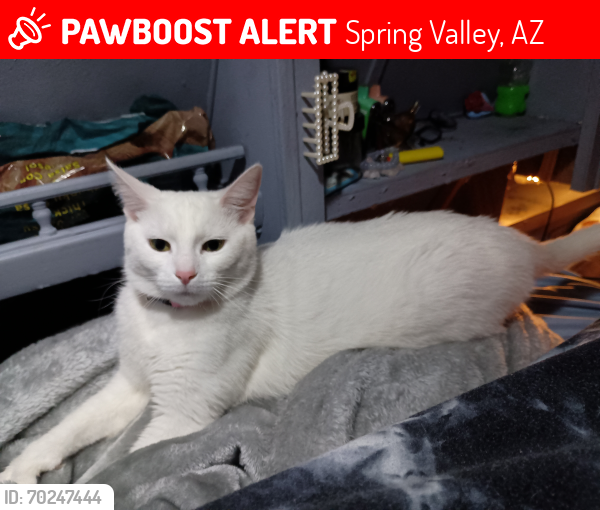 Lost Female Cat last seen S spring ln, Spring Valley, AZ 86333