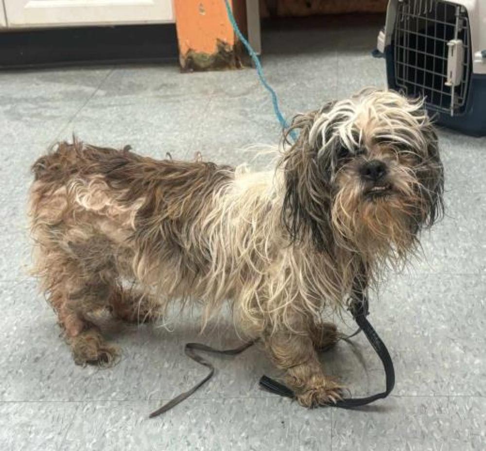 Shelter Stray Male Dog last seen Near BLOCK BRINGARD DR, DETROIT, MI 48205, Detroit, MI 48211
