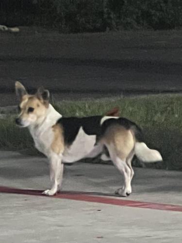 Lost Male Dog last seen Huffmistet and birdcall rd, Cypress, TX 77429