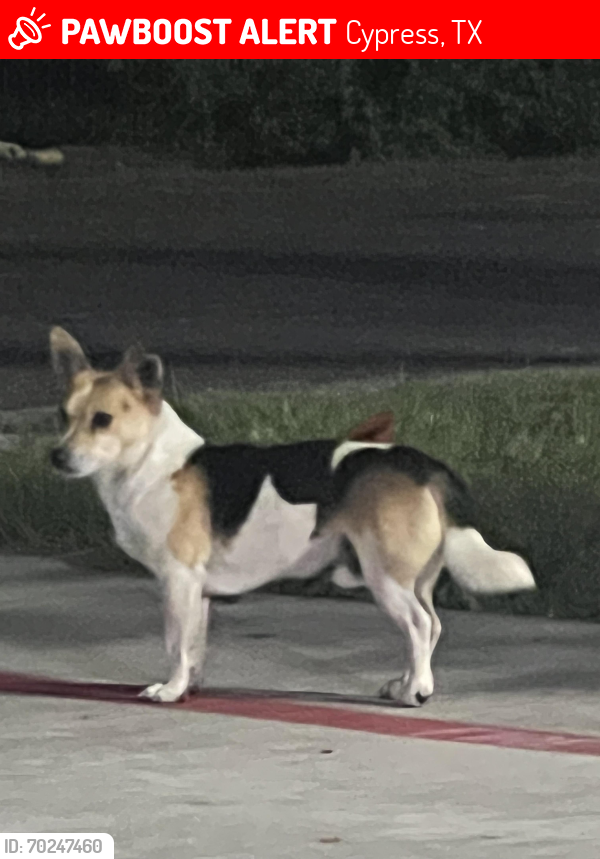 Lost Male Dog last seen Huffmistet and birdcall rd, Cypress, TX 77429