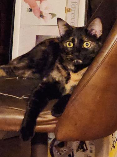 Lost Female Cat last seen Superstition and Boyd, Apache Junction, AZ 85220