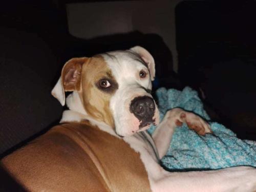 Lost Male Dog last seen Hideout Road and Batesville Blvd. , Pleasant Plains, AR 72568