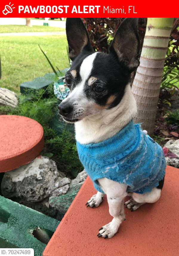 Lost Male Dog last seen Near SW 109 AVE , Miami, FL 33157