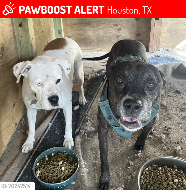 Lost Female Dog last seen S Braeswood & Freenbish, Houston, TX 77025