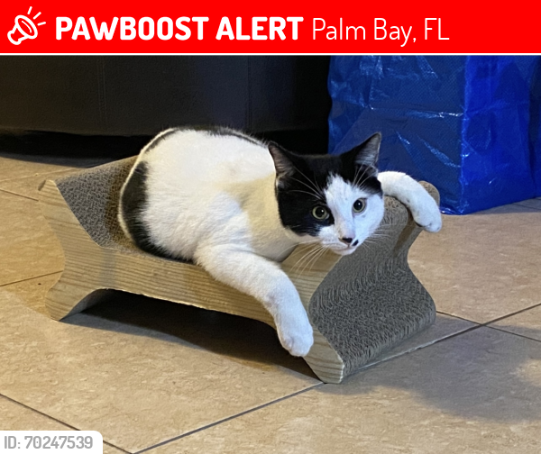 Lost Male Cat last seen Bianca Dr, Palm Bay, FL 32905