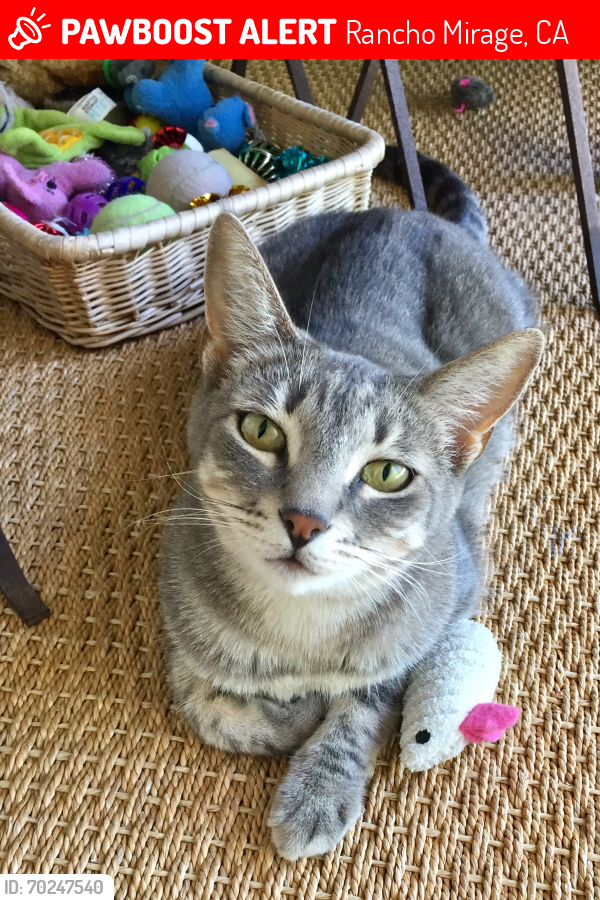 Lost Female Cat last seen Country Club next to Eisenhower medical center, Rancho Mirage, CA 92270