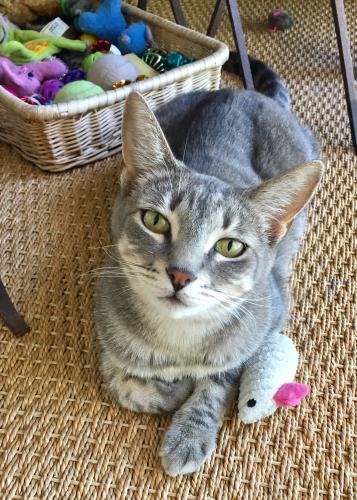 Lost Female Cat last seen Country Club next to Eisenhower medical center, Rancho Mirage, CA 92270