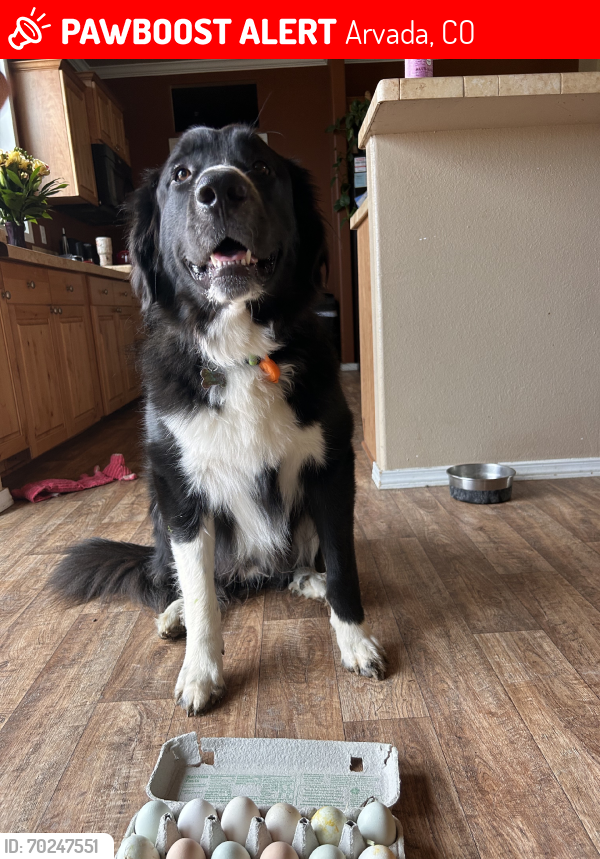 Lost Male Dog last seen Candelas, Lake View Stables, Arvada, CO 80007