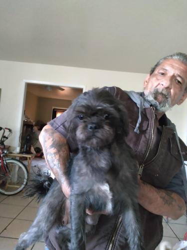 Lost Female Dog last seen McKinley n 41off ramp, Fresno, CA 93704