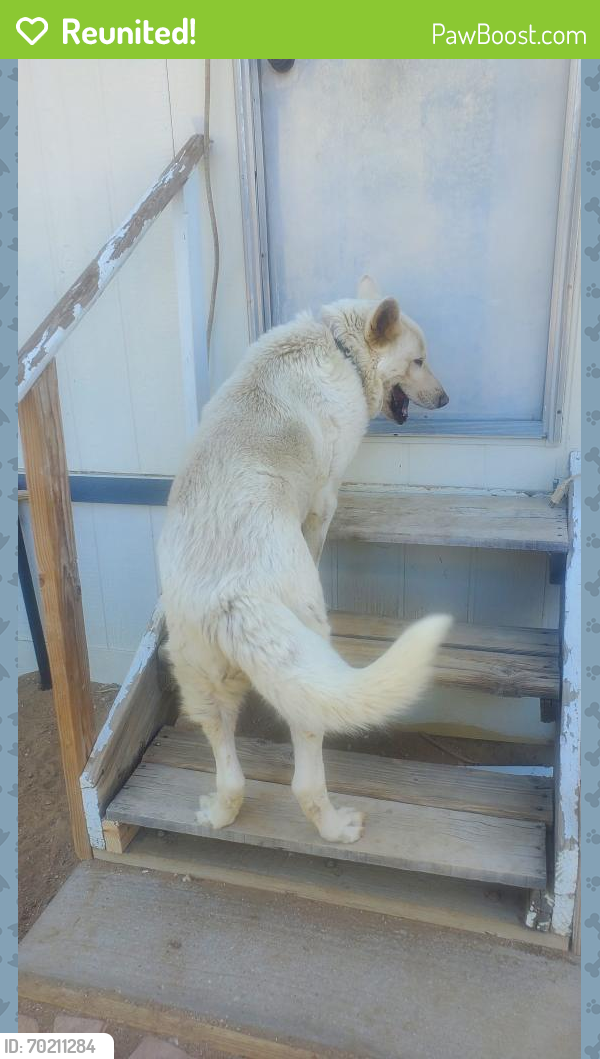Reunited Male Dog last seen Near W Ave O 8, Palmdale, CA 93551, USA, Palmdale, CA 93551