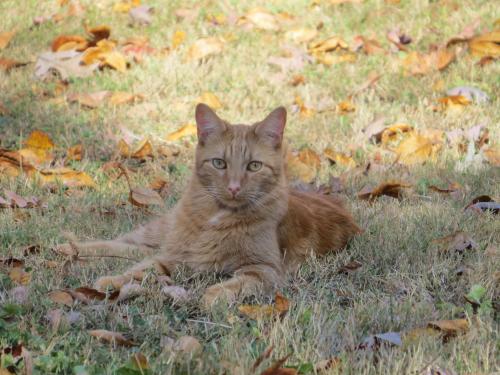 Lost Male Cat last seen Near Rocky Branch Road, Walland, TN 37886