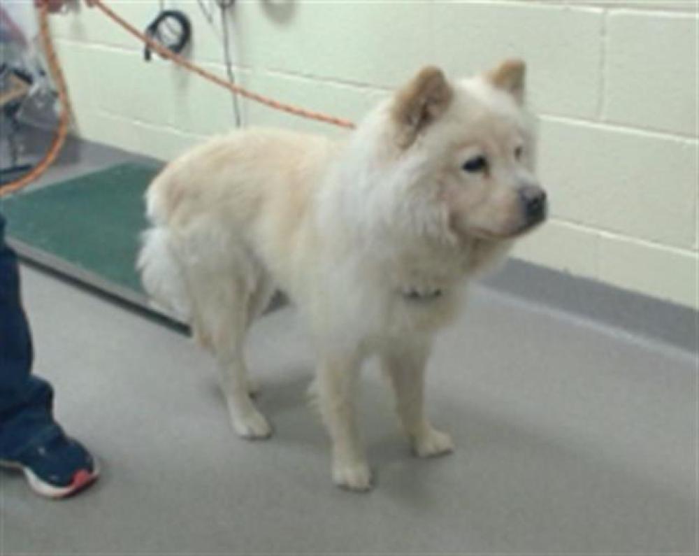 Shelter Stray Female Dog last seen Near BLOCK W BAYAUD AVE, DENVER CO 80223, Denver, CO 80223