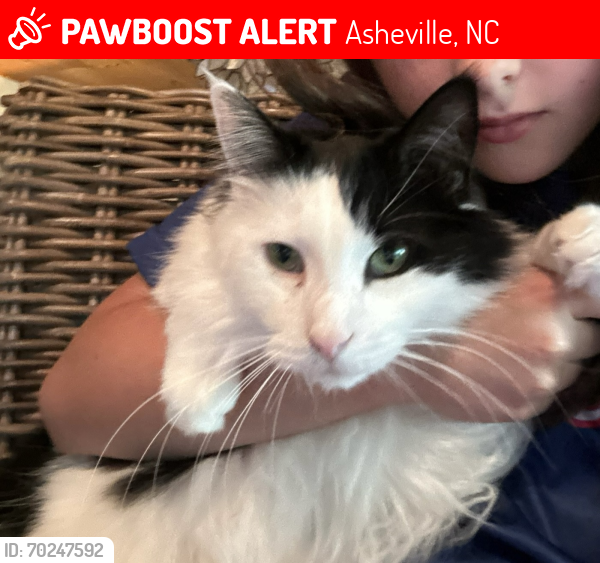 Lost Male Cat last seen Concord Rd, Asheville, NC 28803