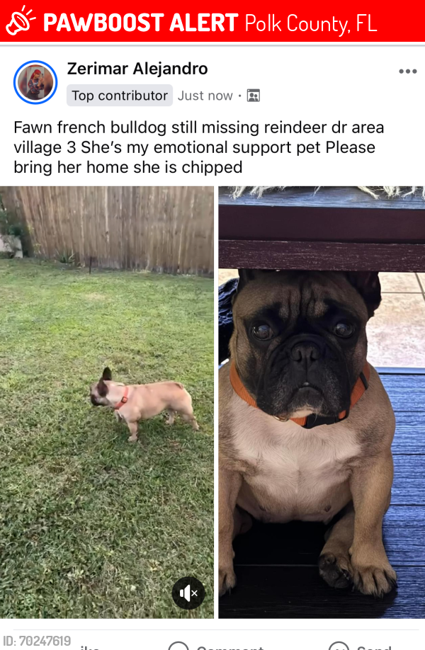 Lost Female Dog last seen Reindeer dr kissimmee fl, Polk County, FL 34759