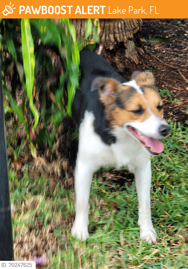 Found/Stray Male Dog last seen Silver Beach Rd, Lake Park, FL 33404