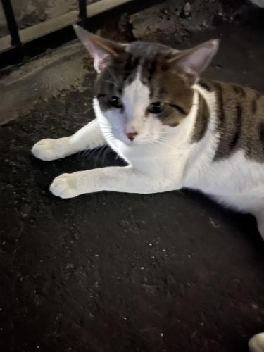 Lost Male Cat last seen Near Saticoy St in the vista apmt parking lot, Los Angeles, CA 91335