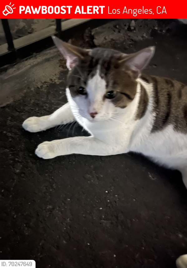 Lost Male Cat last seen Near Saticoy St in the vista apmt parking lot, Los Angeles, CA 91335