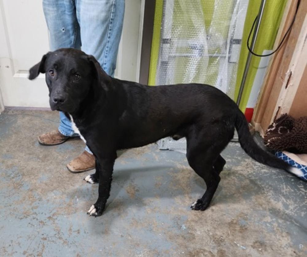 Shelter Stray Male Dog last seen Mason County, WV 25123, Point Pleasant, WV 25550