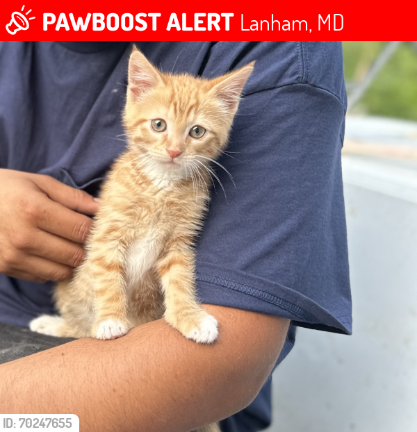 Lost Male Cat last seen Riverdale and LANHAM area , Lanham, MD 20706