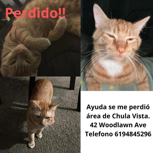 Lost Male Cat last seen Woodlawn , Chula Vista, CA 91910
