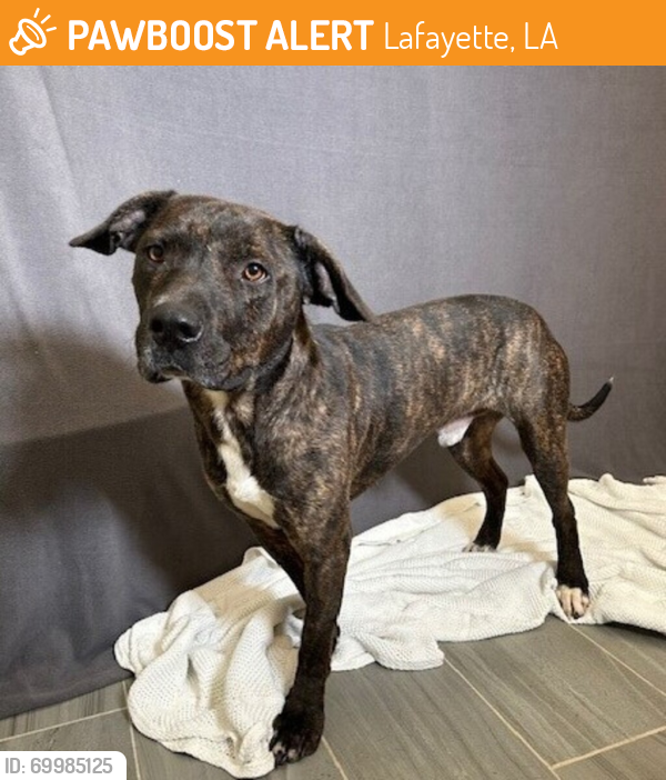 Shelter Stray Male Dog last seen Near S Refinery Street, LAFAYETTE, LA, 70501, Lafayette, LA 70507