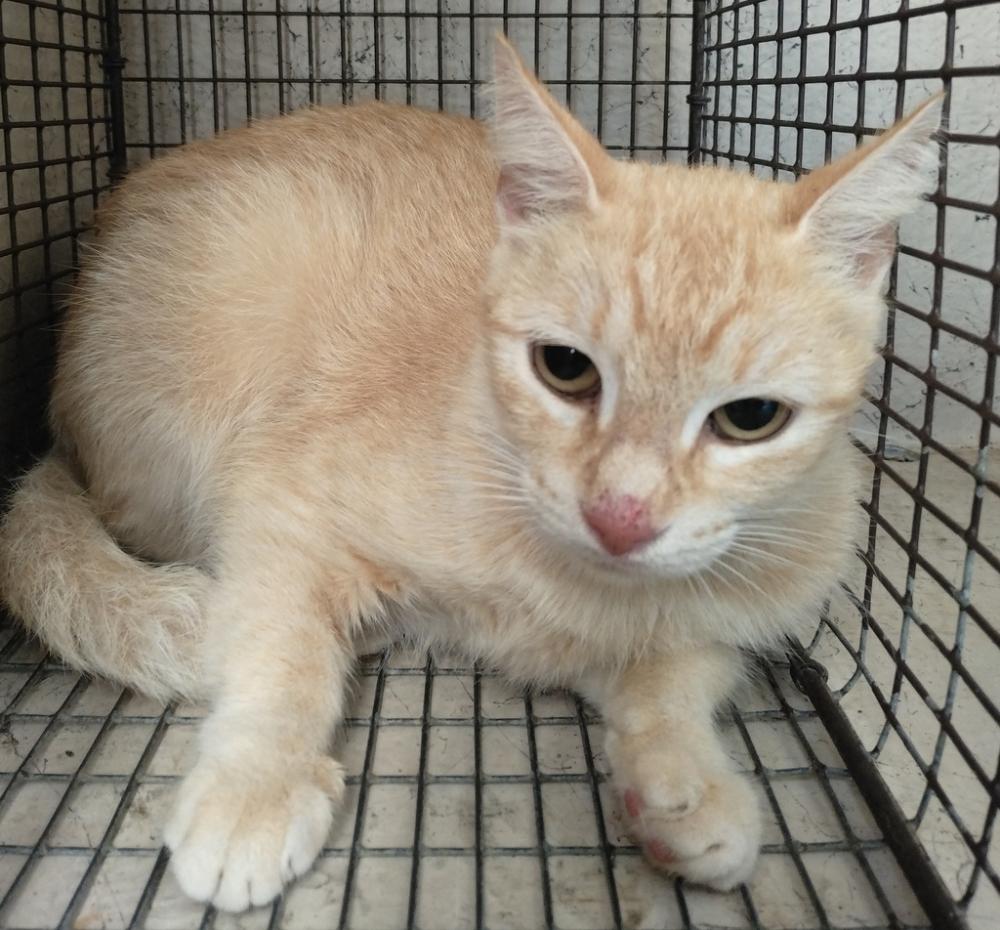 Shelter Stray Unknown Cat last seen Apt 39,2925 Mills Street, LAFAYETTE, LA, 70507, Lafayette, LA 70507