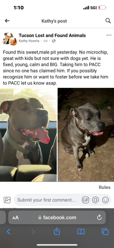 Lost Male Dog last seen First and river, Tucson, AZ 85719