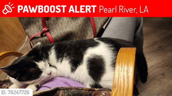Lost Male Cat last seen Near hwy 41, Pearl River, LA 70452