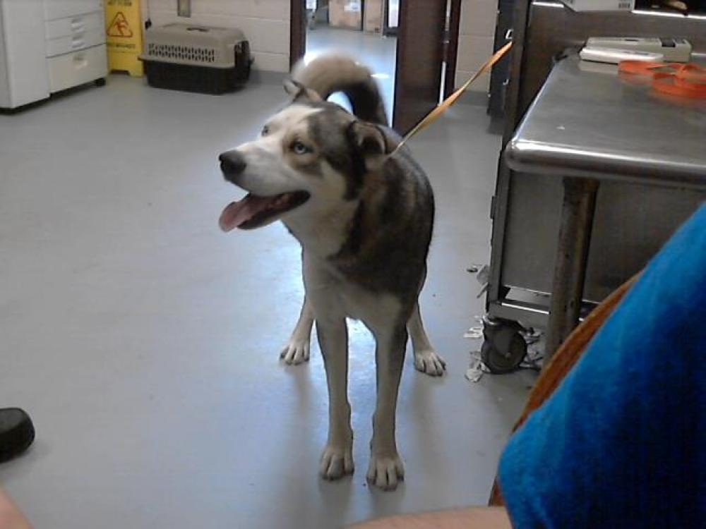 Shelter Stray Male Dog last seen Near BLOCK MURCHISON RD, FAYETTEVILLE NC 28301, Fayetteville, NC 28306