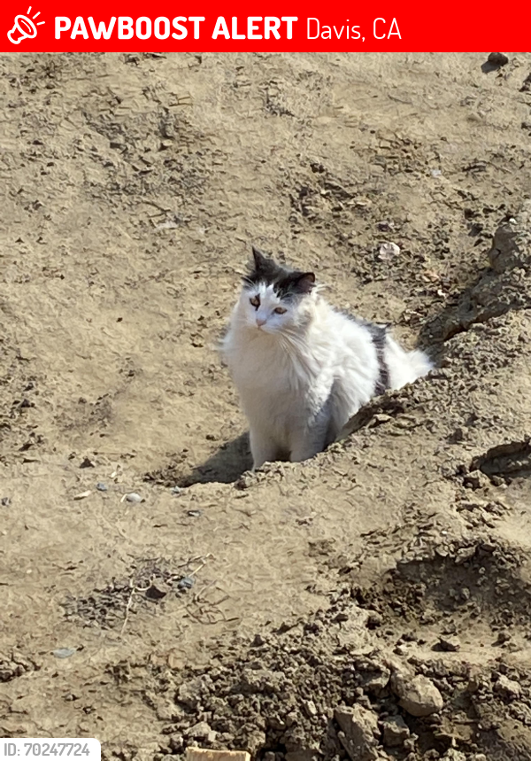 Lost Male Cat last seen 5th and J STREET, Davis, CA 95616