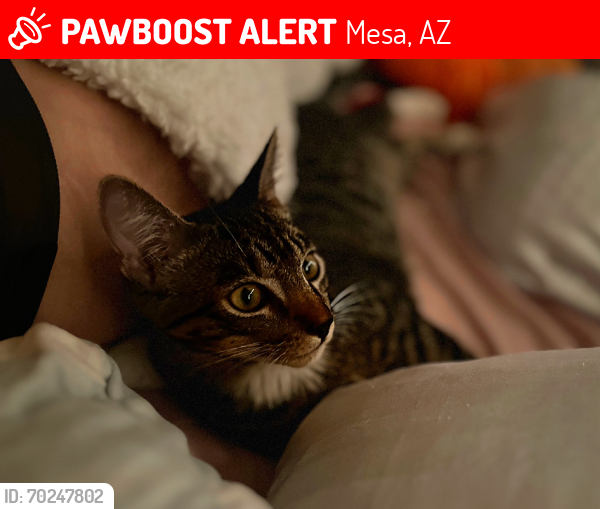 Lost Male Cat last seen Ellsworth and Guadalupe, Mesa, AZ 85212