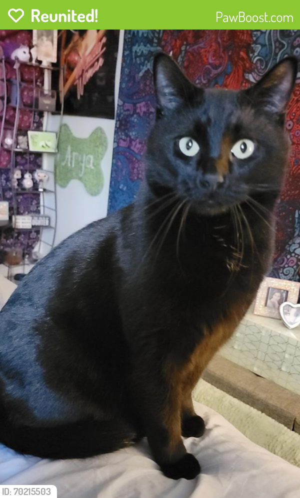 Reunited Male Cat last seen Timberline and Vine, Fort Collins, CO 80524