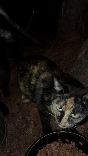 Lost Female Cat last seen Grate Road,  Anderson , Anderson County, SC 29625