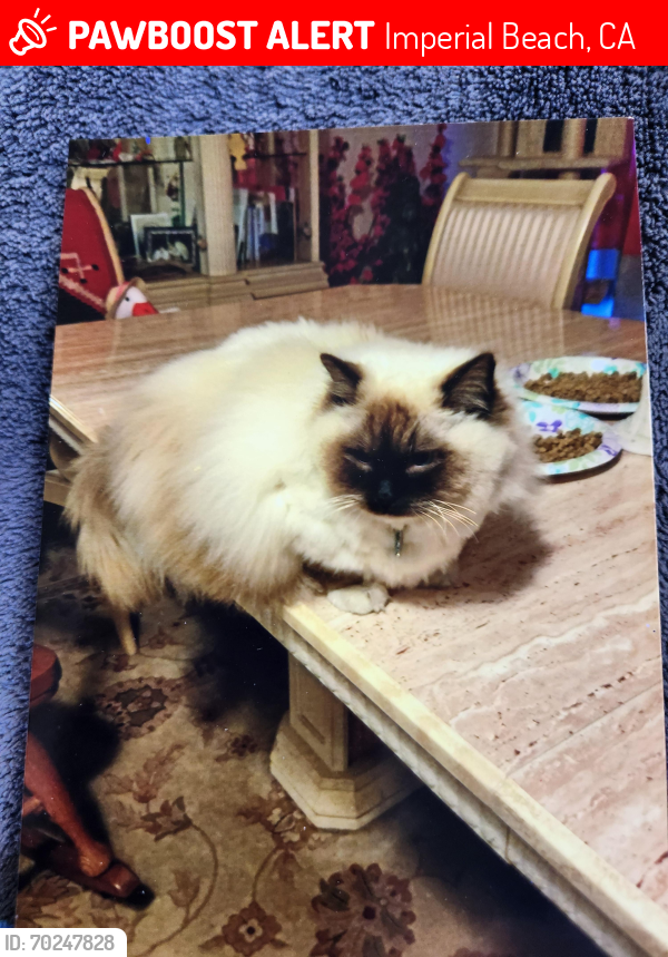 Lost Male Cat last seen 4th street and cherry,  Imperial Beach, Ca, Imperial Beach, CA 91932
