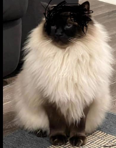 Lost Male Cat last seen Near the junction at the bottom of Chamberlsyne Road in Kensal RiesIt backs on to the railway  , Greater London, England NW6 6HH