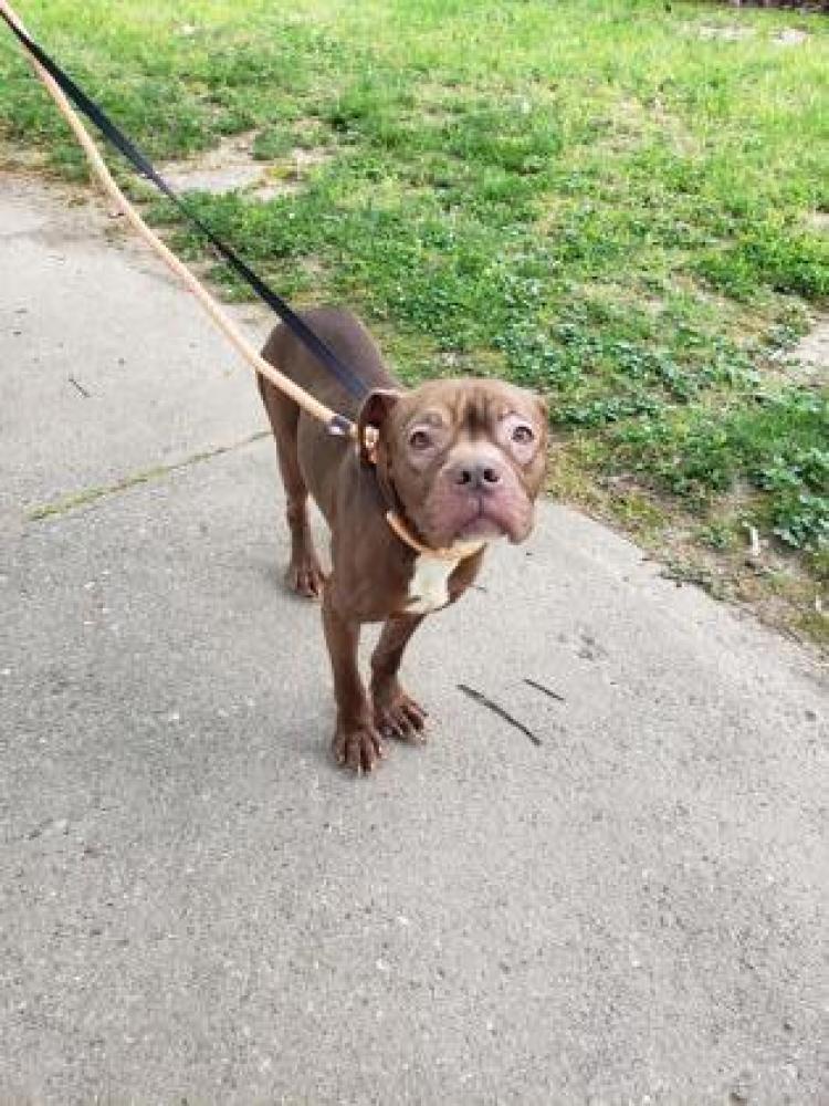 Shelter Stray Female Dog last seen Cincinnati, OH 45233, Cincinnati, OH 45223