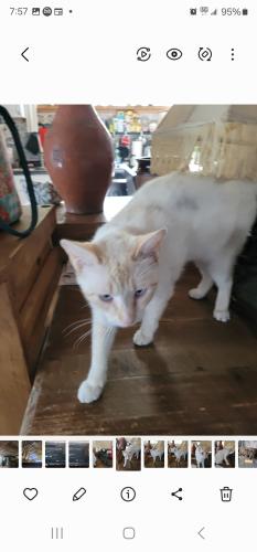 Lost Male Cat last seen Highway 46 / Las Brisas, Seguin, TX 78155
