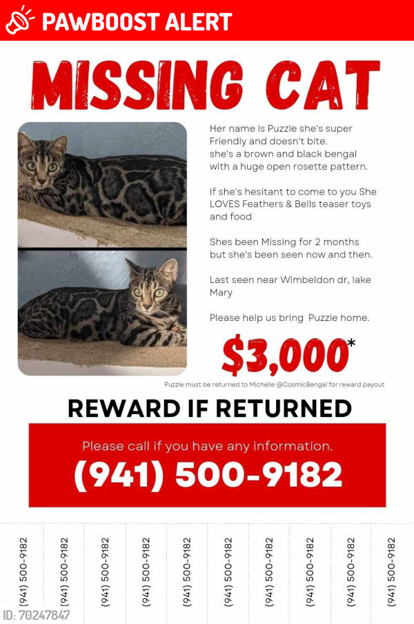 Lost Female Cat last seen Wimbledon Drive , Seminole County, FL 32746