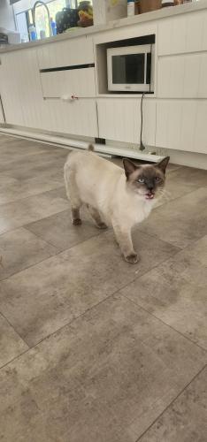 Lost Male Cat last seen Government Macquarie Dr, Chipping Norton, NSW 2170