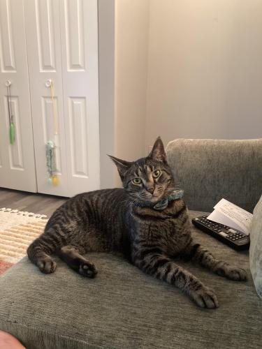 Lost Male Cat last seen Brady Ln and Royal Grove Dr , Noblesville, IN 46060